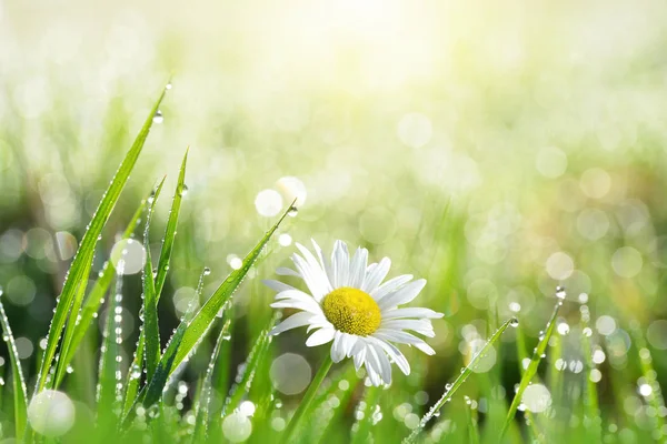 Färska gröna gräs med daggdroppar och daisy på ängen närbild. — Stockfoto