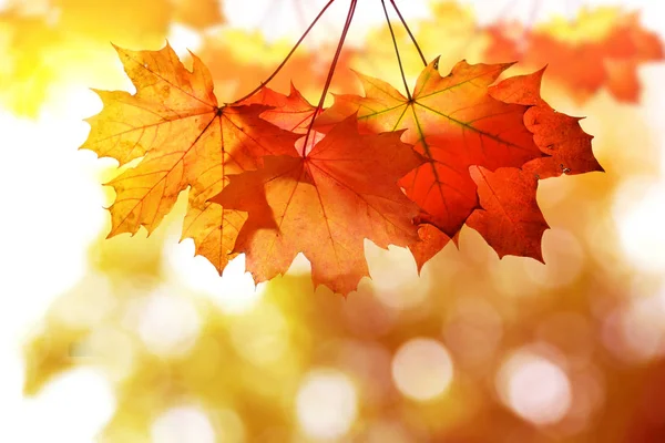 Autumn leaves of maple tree. — Stock Photo, Image