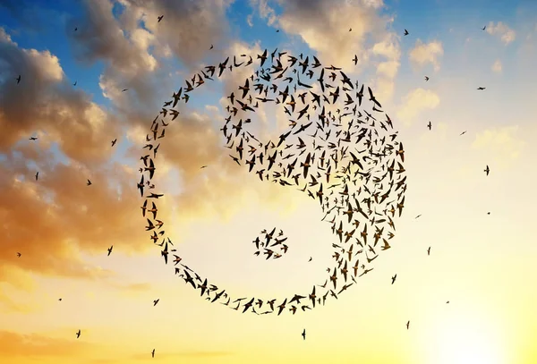 Vogels vliegen in Yin Yang vorming op avondrood. — Stockfoto