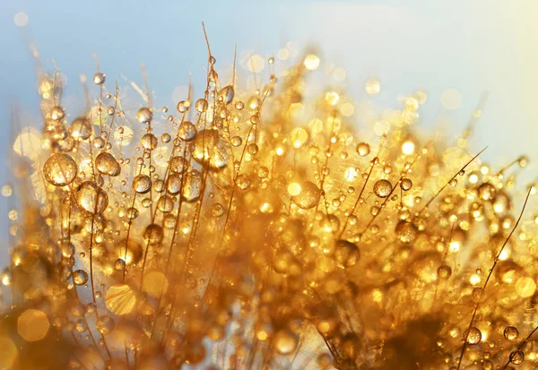 Dew drops on a dandelion seeds at sunrise. — Stock Photo, Image