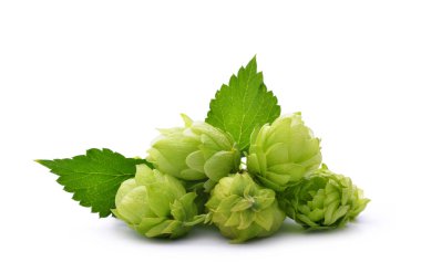 Hop cones (Humulus Lupulus)  clipart