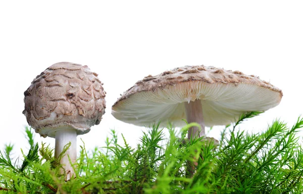 Mushroom in moss — Stock Photo, Image