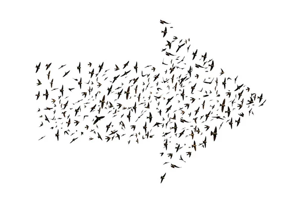 Vögel fliegen in Pfeilformation. — Stockfoto