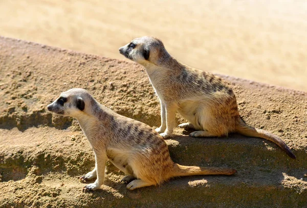 Schattig Meerkat (Suricata suricatta) in het zand. — Stockfoto