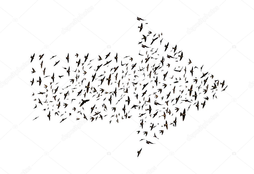 Birds flying in arrow formation.