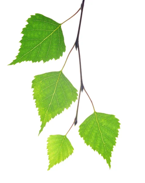 Spring birch branch with green leaves. — Stock Photo, Image