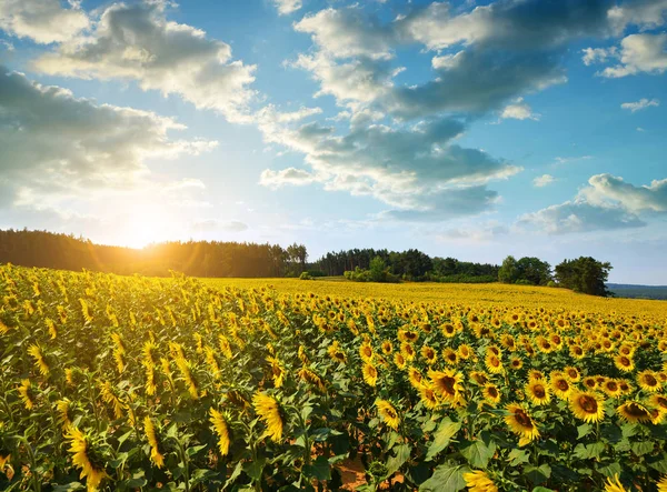 Sunflower field at sunset. — Stock Photo, Image