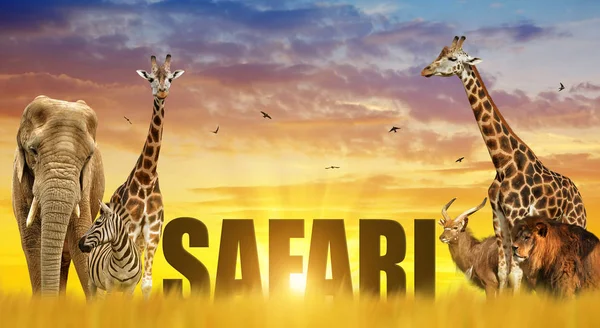 Olifanten, giraffen en zebra Leeuw op de savanne bij zonsondergang. — Stockfoto