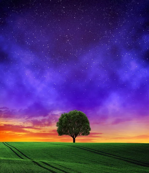 Campo de trigo com árvore no céu noturno . — Fotografia de Stock