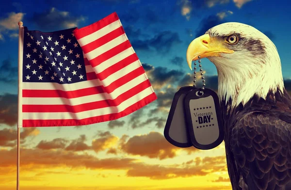 American flag and Bald Eagle holds a dog tags in his beak at sunset. — Stock Photo, Image