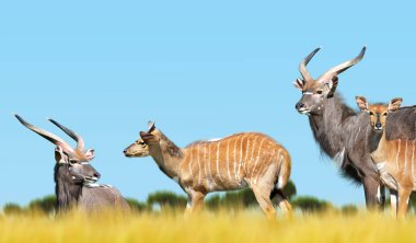 Herd of Nyala antelope clipart