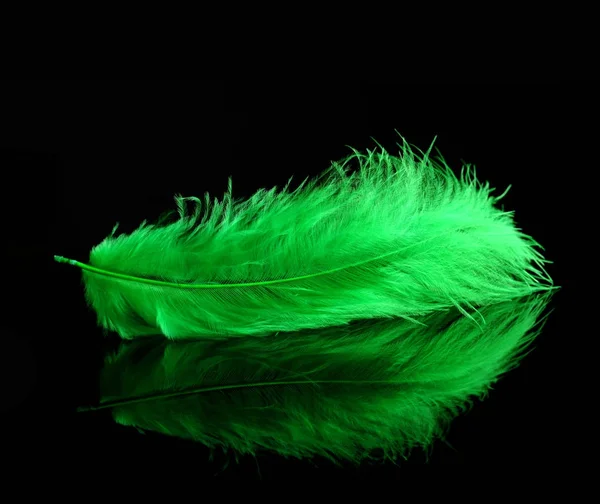 Green bird feather — Stock Photo, Image