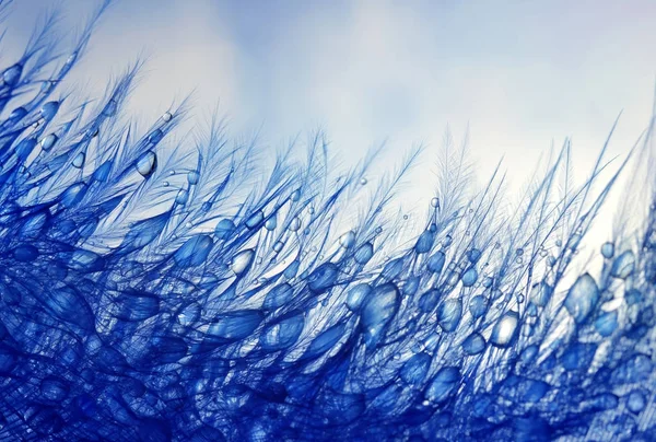 Gota de orvalho de água em uma pena fofa . — Fotografia de Stock