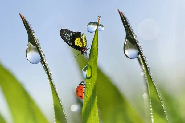 Marienkäfer und Schmetterling auf Grashalmen mit Tautropfen. — Stockfoto