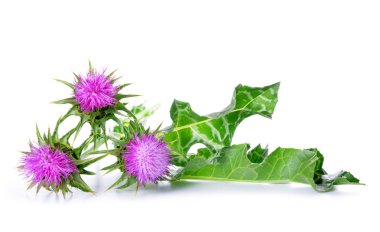 Silybum marianum (Milk Thistle)