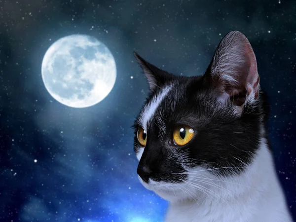 夜の闇の中の猫. — ストック写真