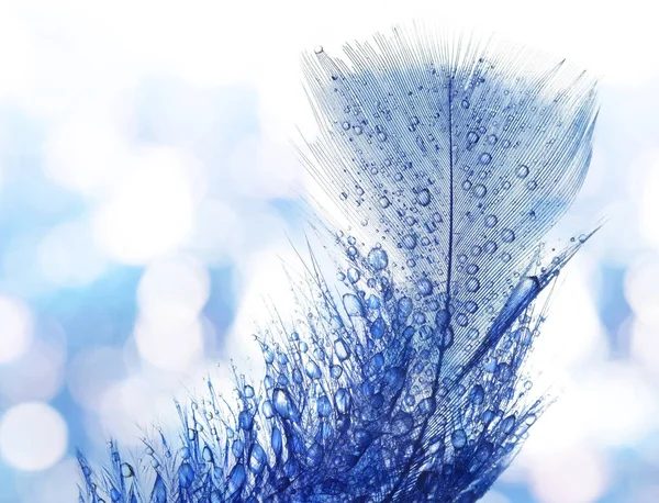 Drop of water dew on a fluffy feather. — Stock Photo, Image