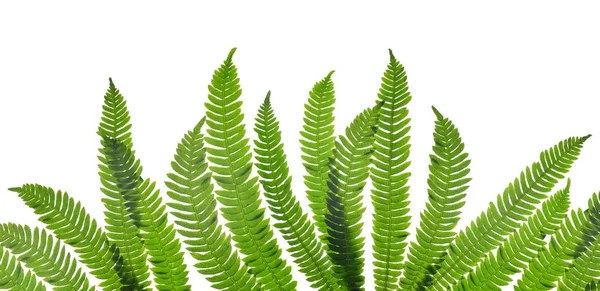 Зелене листя папороті (Blechnum Spicant  ) — стокове фото