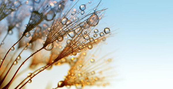 Dew drops on a dandelion seeds at sunrise.