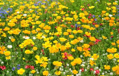 Sarı çiçekli bahar çayır detay.