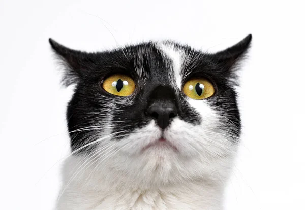 分離された黄色の目を持つ黒と白の猫の頭部 — ストック写真