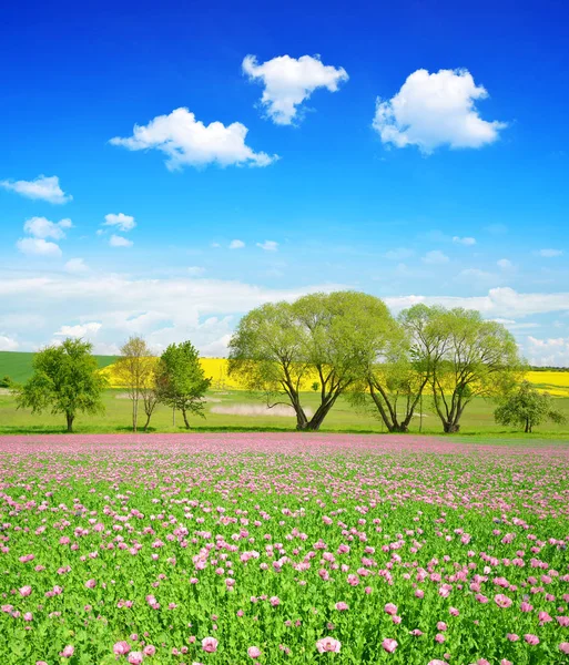 Primavera Paesaggio Rurale Con Fioritura Campo Papavero Giornata Sole — Foto Stock