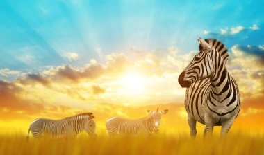 Zebralar batımında Afrika savana üzerinde. Yabani hayvanlar ve bitkiler hayvanlar.