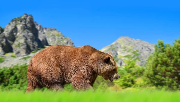 Niedźwiedź Brunatny Górski Krajobraz Vysoke Tatry Wysokie Tatry Słowacja — Zdjęcie stockowe