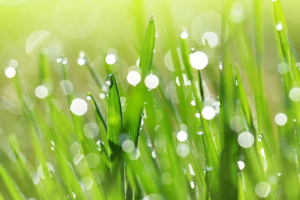 草の緑の葉に透明な雨水の滴をクローズ アップ 牧草地で新鮮な朝の露 自然の背景 — ストック写真