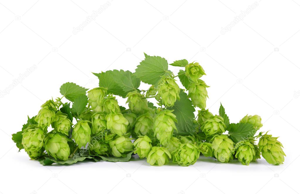 Hop cones (Humulus Lupulus) isolated on a white background.