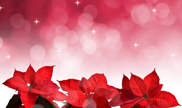 Poinsettia Pianta Natale Sfondo Rosa Sfocato — Foto Stock