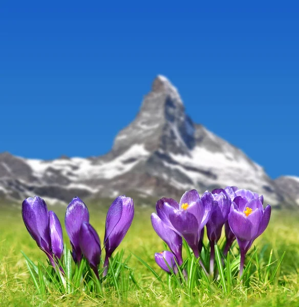 Våren Landskap Blommande Lila Crocus Blommor Berget Äng Bakgrunden Berget — Stockfoto