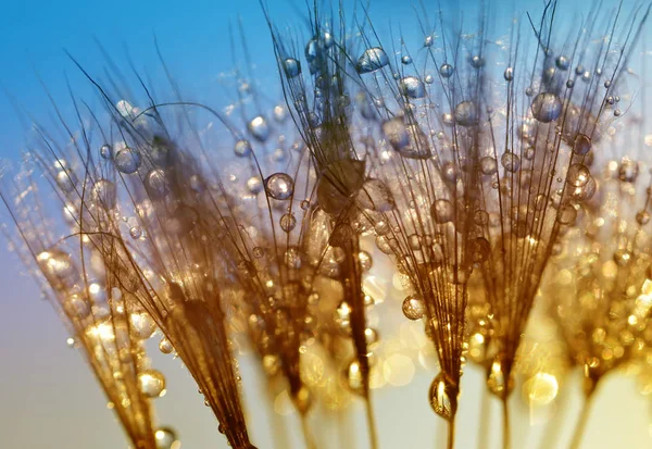 水滴落在蒲公英的种子上 日出时的晨露 自然背景 — 图库照片