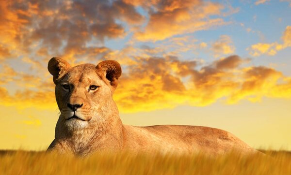 Львица в саванне на закате. Фото дикой природы
.