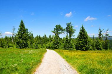 Bahar peyzaj Hiking trail. Milli Parkı Bayerische Wald, Almanya.
