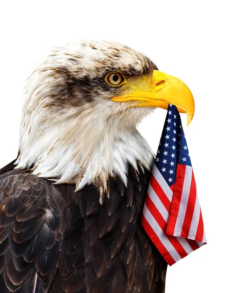 Kopasz Sas Tartja Csőr Egyesült Államok Zászló Elszigetelt Fehér Background — Stock Fotó