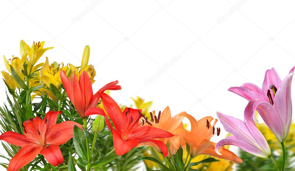 Colorful lily flowers isolated on a white background.