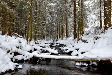 Kış creek Ulusal Parkı Sumava, Çek Cumhuriyeti için.