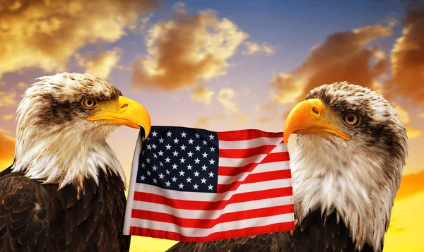 Bald Eagles Segura Bico Bandeira Dos Estados Unidos Pôr Sol — Fotografia de Stock