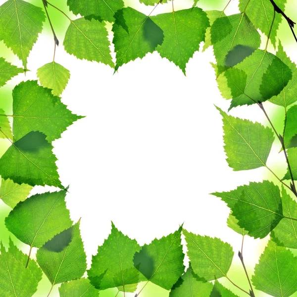 Frame Met Groene Bladeren Geïsoleerd Een Witte Achtergrond Aftakkingen Voorjaar — Stockfoto