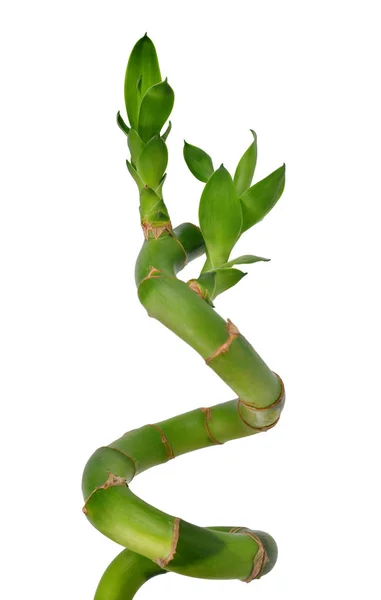 白い背景で隔離の葉で緑のラッキー竹幹 — ストック写真