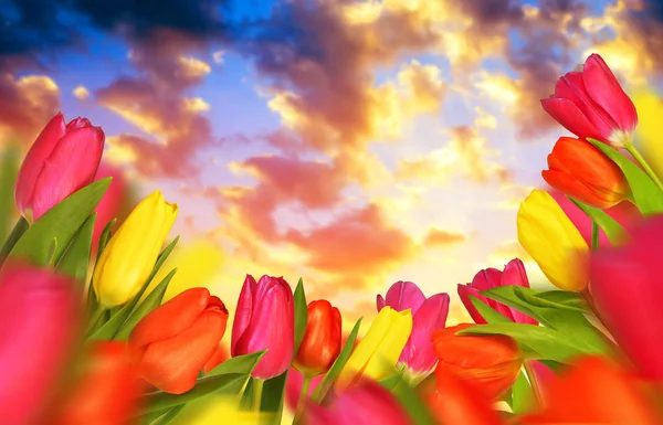 Kleurrijke Tulpen Met Groene Bladeren Bij Zonsondergang — Stockfoto