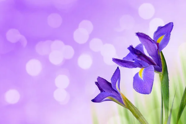 Water Drop Spring Iris Flowers Purple Background — Stock Photo, Image
