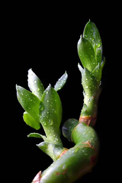 Goutte Eau Sur Les Feuilles Bambou Chanceux Isolé Sur Fond — Photo