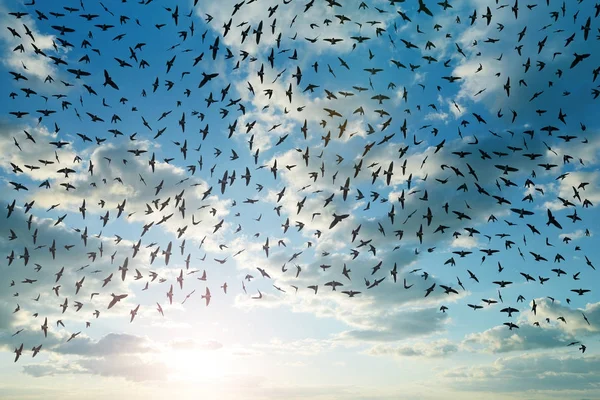Σιλουέτα Σμήνος Πουλιών Που Φέρουν Στο Ηλιοβασίλεμα — Φωτογραφία Αρχείου
