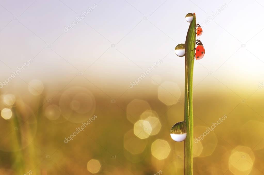 Drops of transparent rain water and ladybugs on a green leaf of grass close up. Fresh morning dew on the meadow. Natural background.