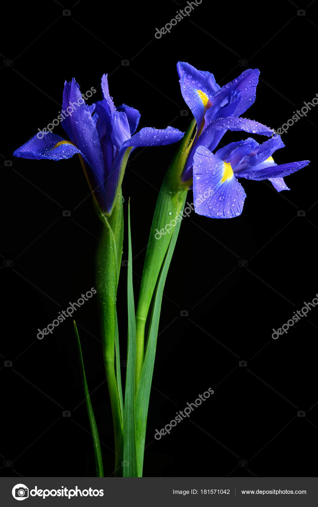 Three Iris Flowers Isolated On White Background Beautiful Spring