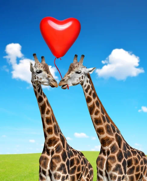 Girafes Aimantes Avec Ballon Forme Coeur — Photo