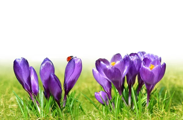 Lieveheersbeestje Paarse Voorjaar Crocus Bloem Met Kopie Ruimte — Stockfoto