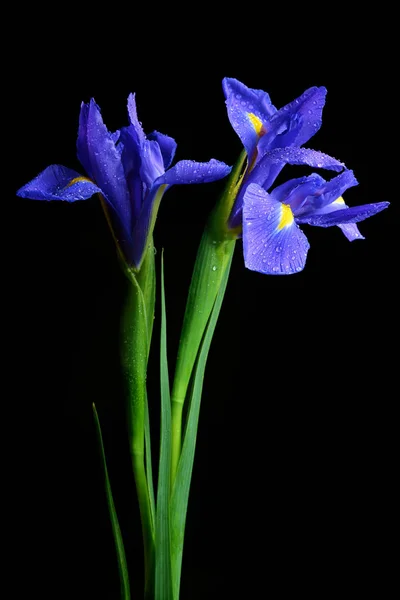 Black iris flower fotos de stock, imágenes de Black iris flower sin  royalties | Depositphotos